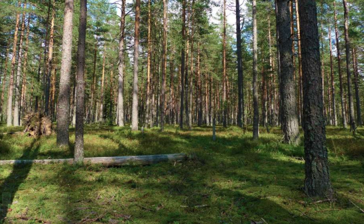 В Курске пресекают незаконную вырубку лесов В Курске пресекают незаконную вырубку лесов