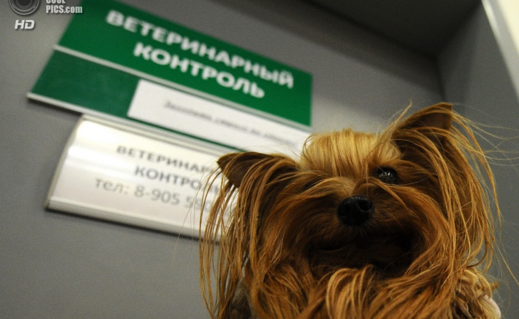 Курский ветеринарный контроль подвёл итоги Курский ветеринарный контроль подвёл итоги