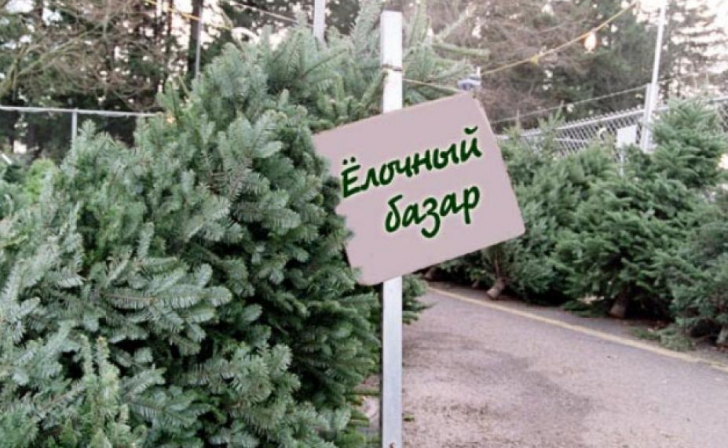 Курск. Елочные базары откроются 20 декабря Курск. Елочные базары откроются 20 декабря