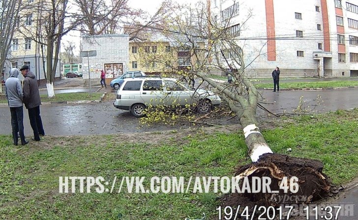 Курск. Рухнувшее дерево перекрыло движение Курск. Рухнувшее дерево перекрыло движение
