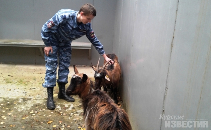Курские полицейские спасли козу и козлёнка Курские полицейские спасли козу и козлёнка