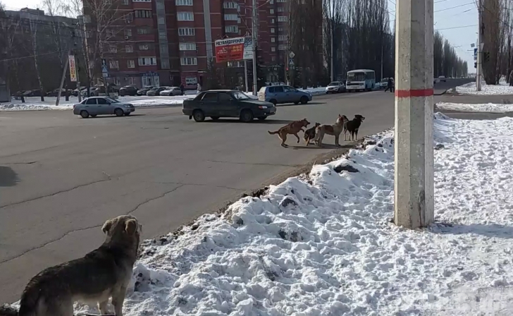Курск. Собаки выясняли отношения прямо на проезжей части проспекта Дружбы Курск. Собаки выясняли отношения прямо на проезжей части проспекта Дружбы