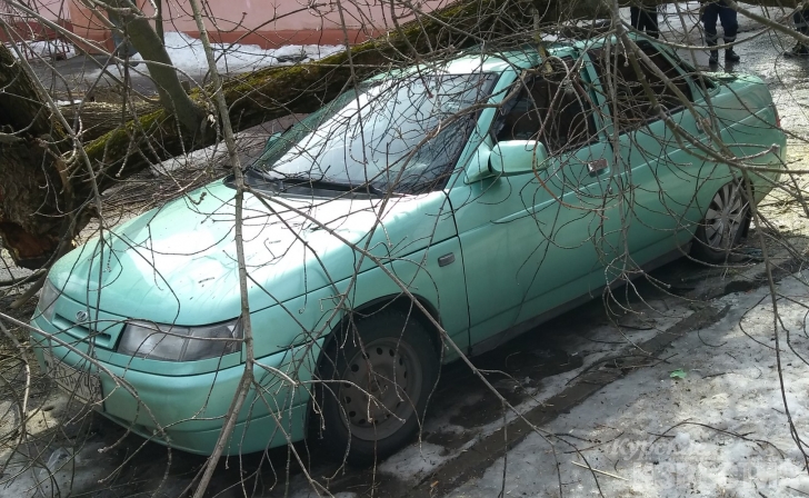 В Курске на машину снова рухнуло дерево В Курске на машину снова рухнуло дерево