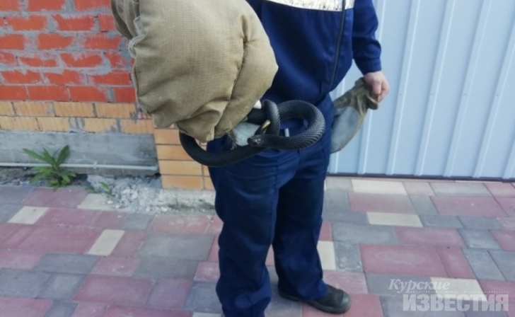 Курянка нашла в своём гараже гадюку Курянка нашла в своём гараже гадюку