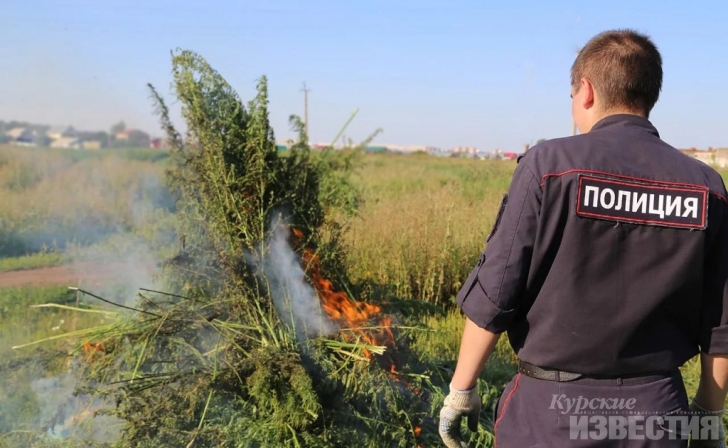 В Курской области снова пройдёт операция «Мак» В Курской области снова пройдёт операция «Мак»