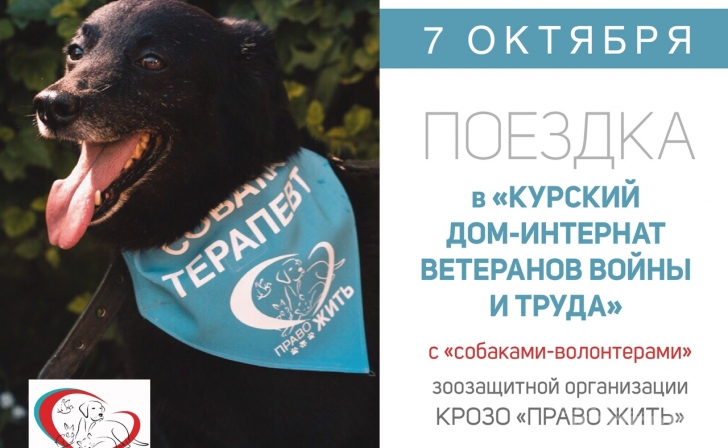 Курских ветеранов навестят собаки-терапевты Курских ветеранов навестят собаки-терапевты