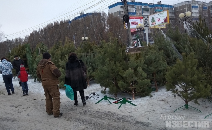 В Курске открылись ёлочные базары В Курске открылись ёлочные базары