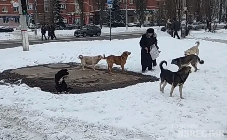 Как будут отлавливать бродячих собак в 2019 году? Как будут отлавливать бродячих собак в 2019 году?