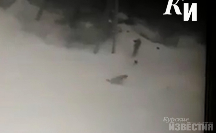 В сети появилось видео убийства собаки в курском СНТ «Мир» В сети появилось видео убийства собаки в курском СНТ «Мир»