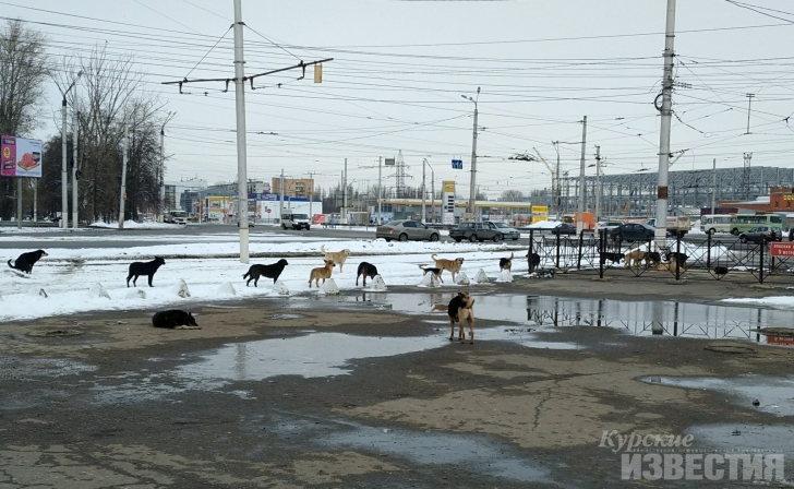 Жители Курска обеспокоены количеством собак в городе Жители Курска обеспокоены количеством собак в городе