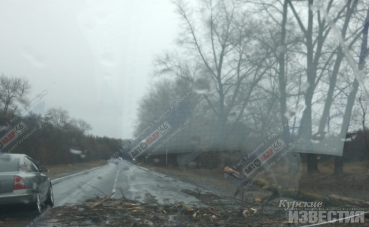 В Курской области от сильного ветра начали падать деревья В Курской области от сильного ветра начали падать деревья