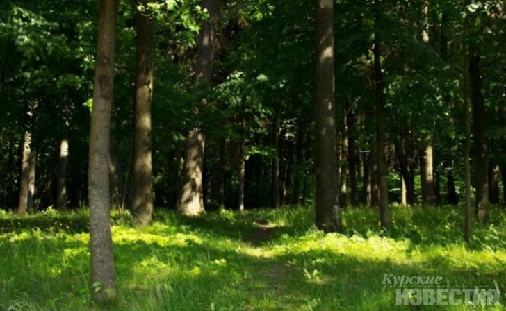 В лесах Курской области не было пожаров в этом году В лесах Курской области не было пожаров в этом году