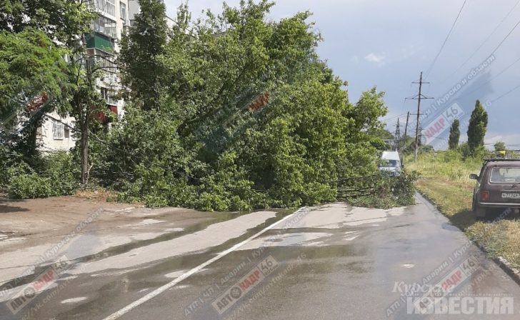 В Курске снова рухнуло дерево В Курске снова рухнуло дерево