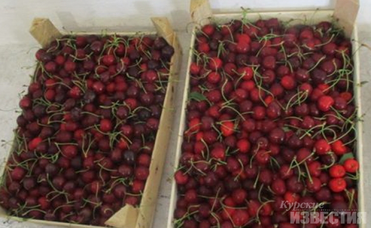 Курские таможенники задержали молдавскую черешню Курские таможенники задержали молдавскую черешню