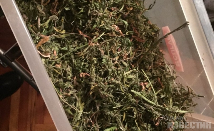 В Курской области пенсионер пытался выдать марихуану за укроп В Курской области пенсионер пытался выдать марихуану за укроп