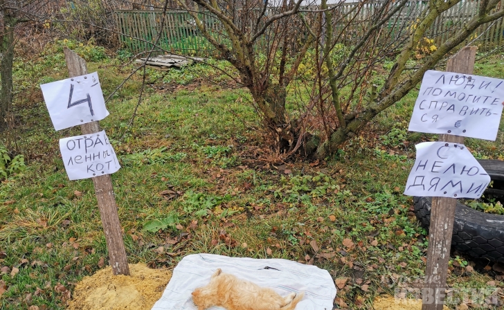 «Люди, помогите справиться с нелюдями!». В Курской области пенсионерка ищет виновных в гибели своих котов «Люди, помогите справиться с нелюдями!». В Курской области пенсионерка ищет виновных в гибели своих котов