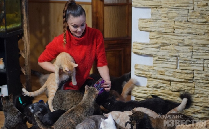 Кошкин дом в курской квартире Кошкин дом в курской квартире
