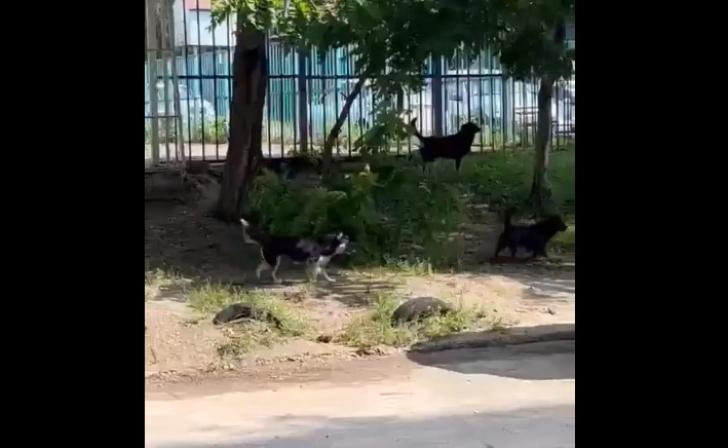В Курске с улицы Ольшанского служба отлова отказалась забирать чипированных собак, которые покусали детей В Курске с улицы Ольшанского служба отлова отказалась забирать чипированных собак, которые покусали детей