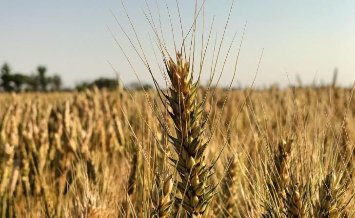 Сельхозпредприятиям из приграничья Курской области продлили сроки кредитов Сельхозпредприятиям из приграничья Курской области продлили сроки кредитов