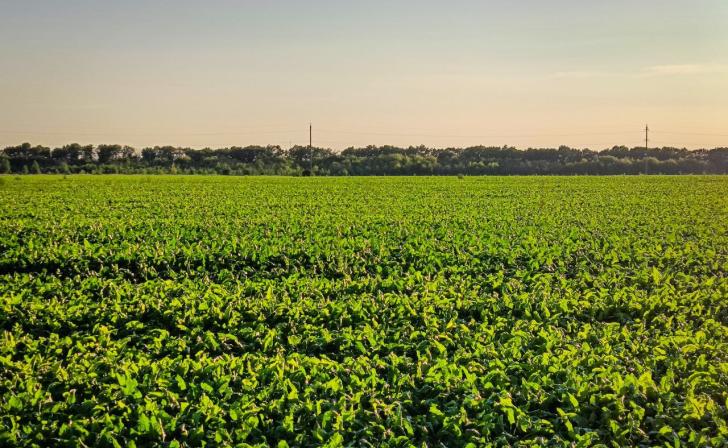В Курской области выкопано около 1,4 млн тонн свеклы В Курской области выкопано около 1,4 млн тонн свеклы