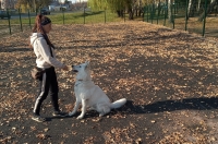 Курск. Вместо песка на площадке для выгула положили асфальт