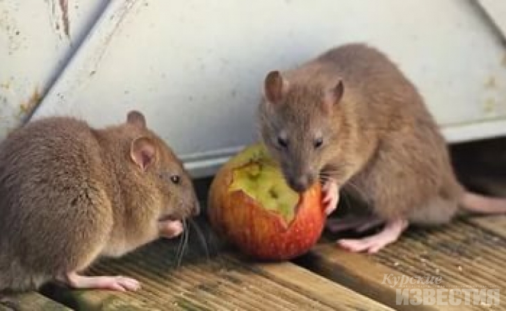 Куряне пожаловались на крыс Куряне пожаловались на крыс