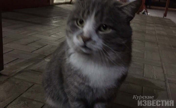Курянин спас кота, над которым издевались дети Курянин спас кота, над которым издевались дети