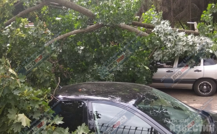 В Курске дерево упало на припаркованные автомобили В Курске дерево упало на припаркованные автомобили