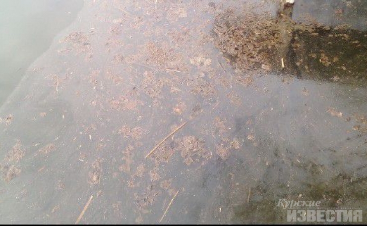 Под Курском по реке Сейм вновь плывут фекалии Под Курском по реке Сейм вновь плывут фекалии