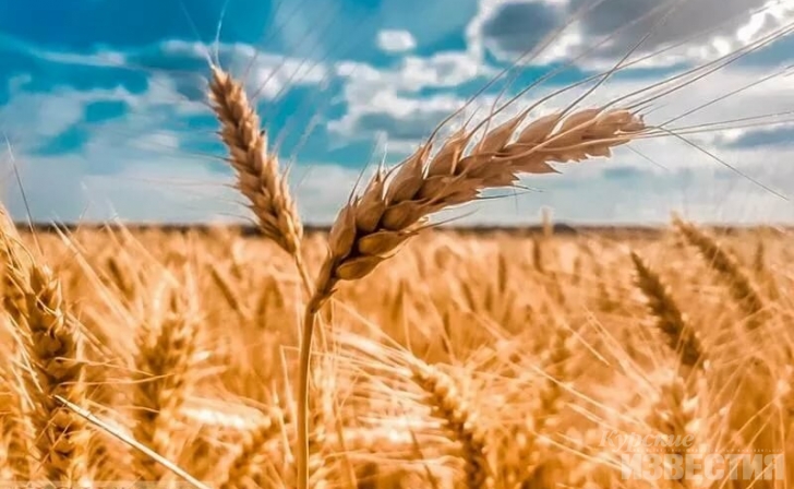 Для курских аграриев провели семинар по вопросам агрострахования Для курских аграриев провели семинар по вопросам агрострахования