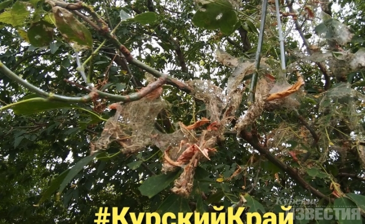 Куряне нашли на деревьях рядом с ТЭЦ-1 опасных вредителей Куряне нашли на деревьях рядом с ТЭЦ-1 опасных вредителей