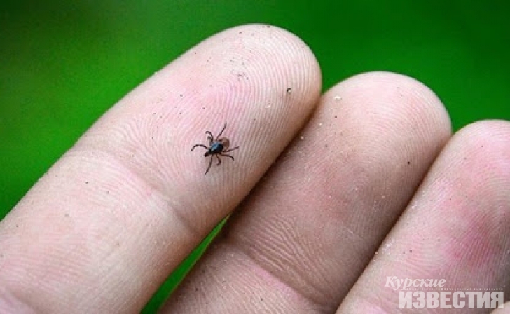 12 курян обратились в больницу из-за укусов клещей 12 курян обратились в больницу из-за укусов клещей