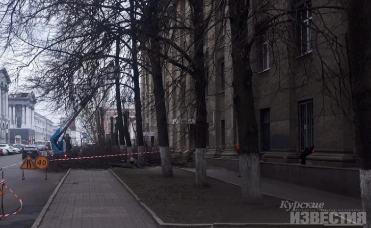 В Курске вместо засохших деревьев посадят новые В Курске вместо засохших деревьев посадят новые