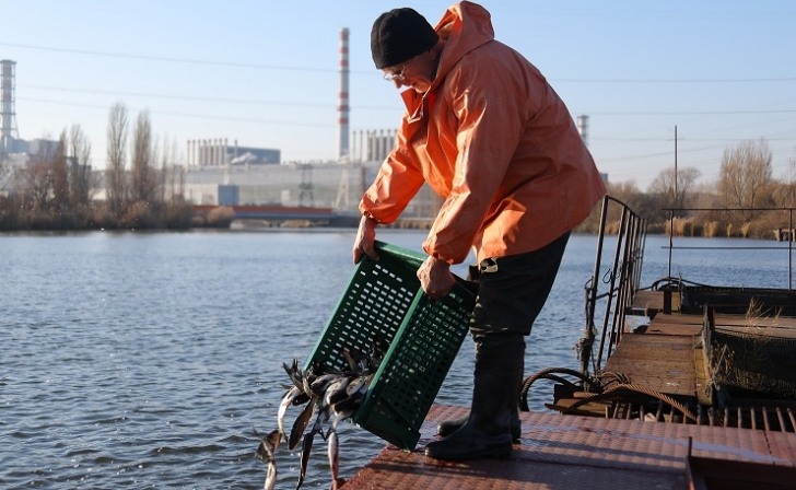 В водоем Курской АЭС запущено почти 9 тонн рыбы В водоем Курской АЭС запущено почти 9 тонн рыбы