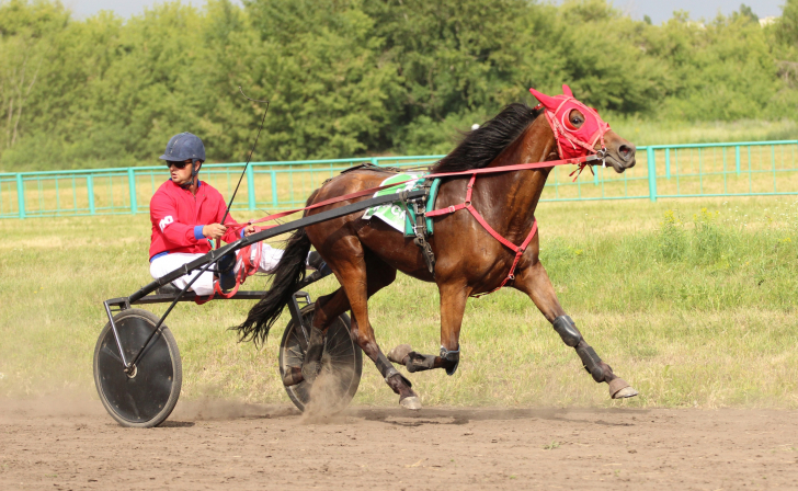 7 августа в Курске на ипподроме пройдут бега