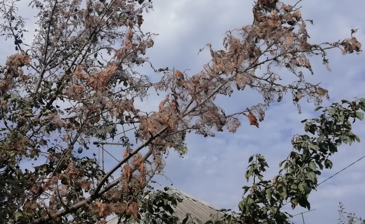 В Курской области установлена карантинная зона по американской белой бабочке