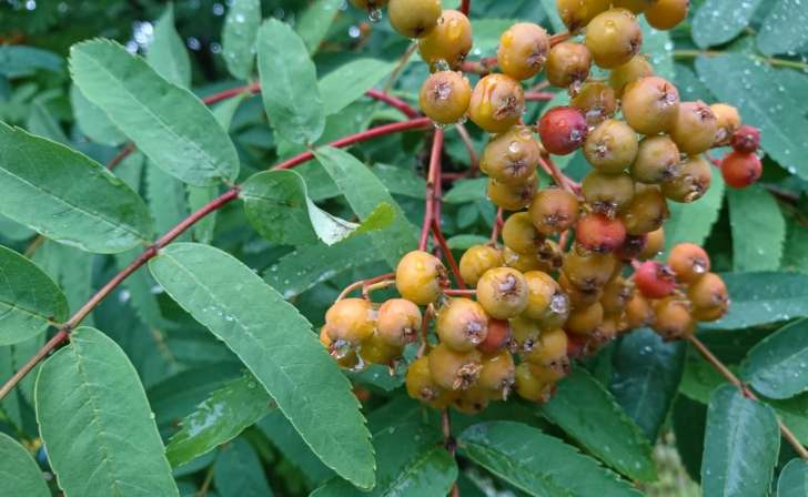 В Курске 3 августа весь день будет накрапывать небольшой дождь