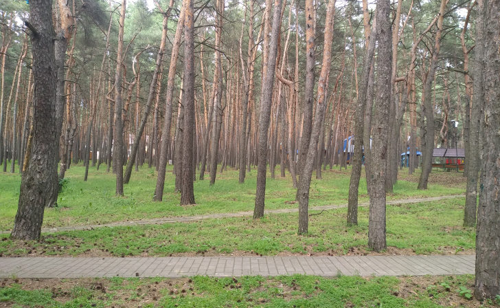 Начальнику Департамента лесного хозяйства по ЦФО рассказали о восстановлении курских лесов