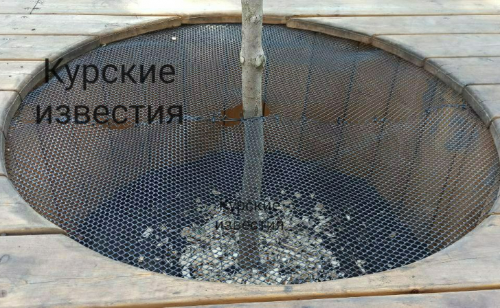 На сцене в сквере на Перекальского в Курске высадили деревья
