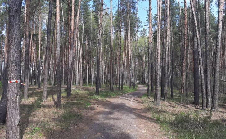 В курском лесу поисковики отряда 