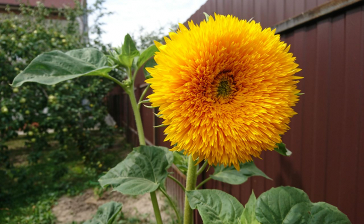 В Курске 22 августа будет солнечная и жаркая погода без дождей