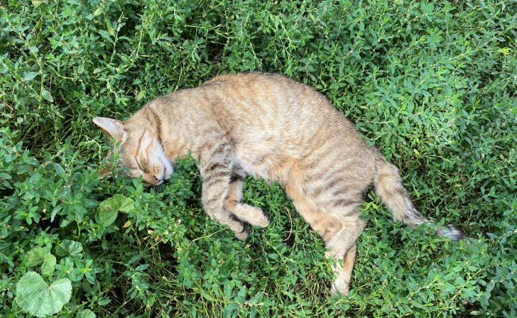 В Курске 24 августа будет жарко, завтра метеорологи обещают малооблачную погоду