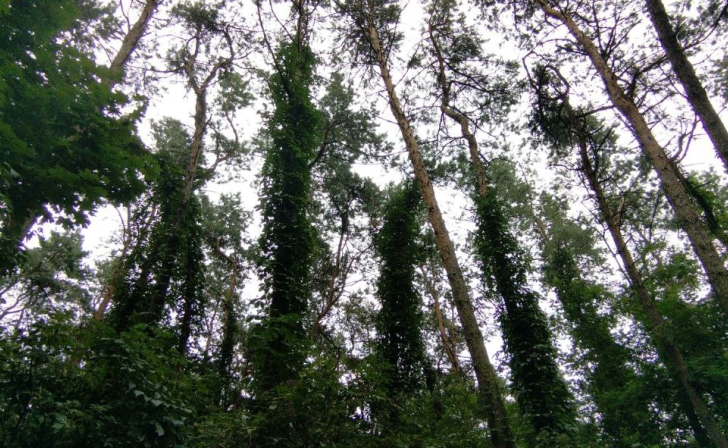 В Курской области начали судить охотника, трижды выстрелившего в человека