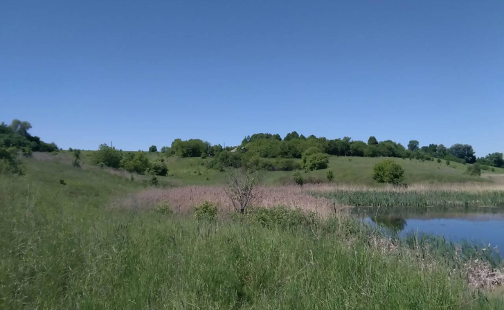 В Курской области на камеру попали два орлана-белохвоста