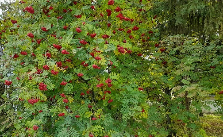 В Курске на проспекте Клыкова пытаются спасти сломанные рябины