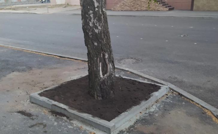 В Курске на Садовой забетонированную берёзу засыпали землей