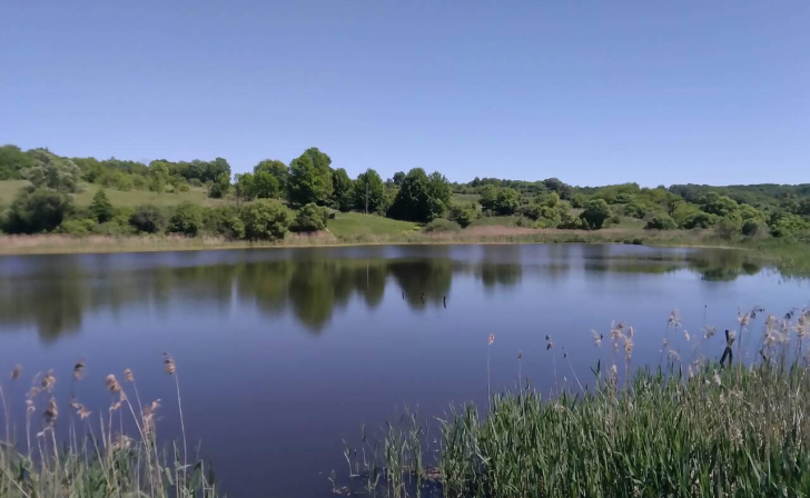 В Курской области спасли бобра, упавшего в яму