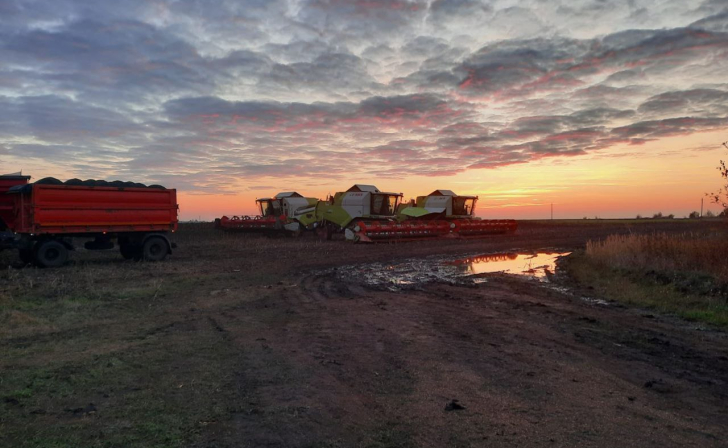 Из-за ненастья курские аграрии могут потерять часть урожая