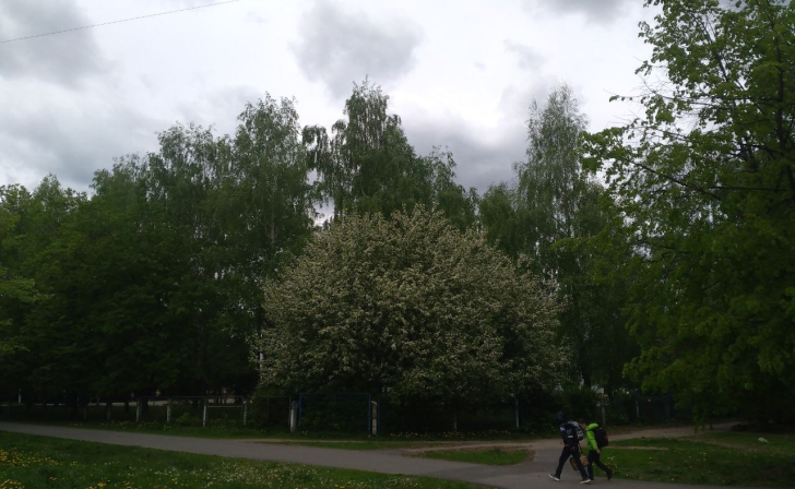 В Курской области школьники посадили 200 деревьев в Щиграх