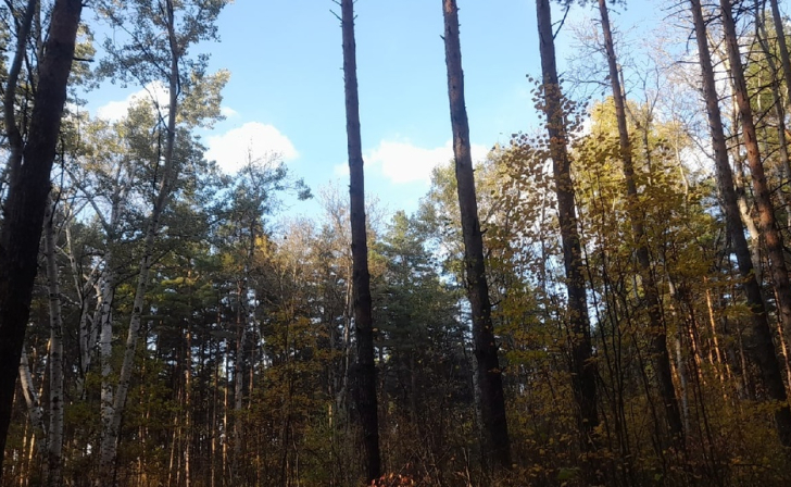 Лесные инструкторы выявили 23 случая незаконной рубки деревьев